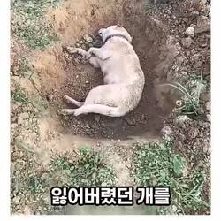 반려견, 숲에서 마지막 인사 건네다