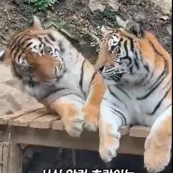 남편에게 매일 유혹하는 듯한 암컷 호랑이