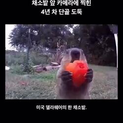 채소 훔쳐 먹는 4년차 단골 도둑