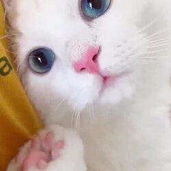 핑크젤리 보러 오세요