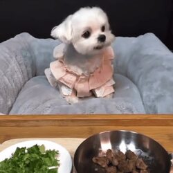 강아지에게 고기를 주는 척 하며 야채를 먹였더니...