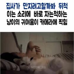 자면서 집사가 만질까 봐 꼼짝 않는 고양이