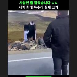 세계에서 가장 큰 독수리 크기