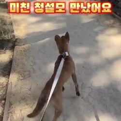 청설모를 만났는데 정말 미쳤어요
