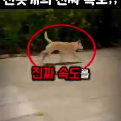 진돗개의 놀라운 속도, 한국인도 잘 몰랐다