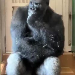 일본 동물원 고릴라, 짝과 불화 겪는 모습 포착