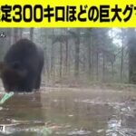 홋카이도에서 찍힌 300kg 불곰