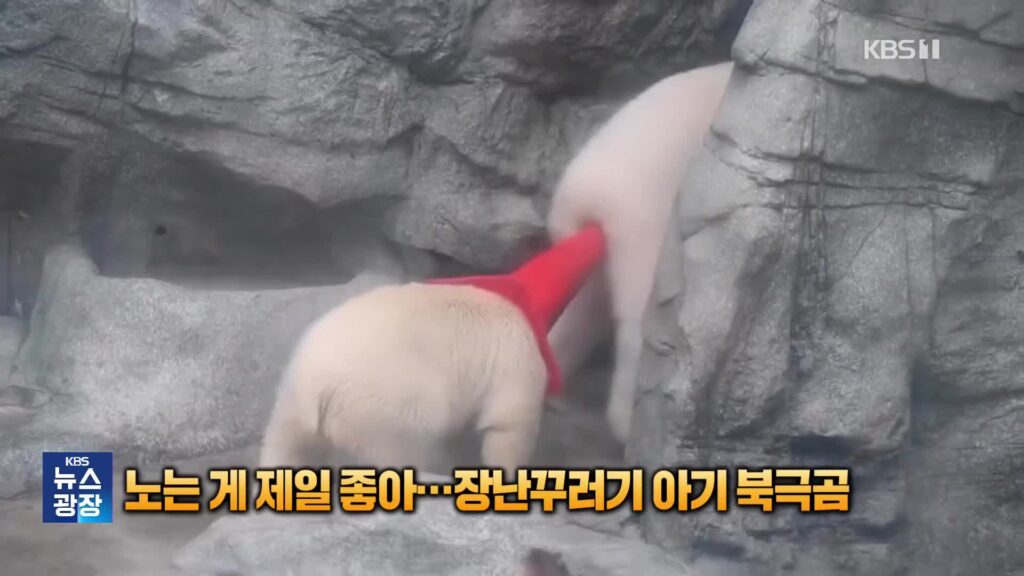 장난기 가득한 아기 북극곰 '모모타', 전 세계 누리꾼 사로잡은 비결