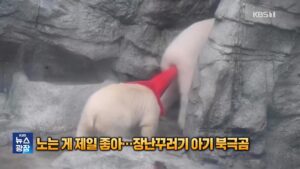 장난기 가득한 아기 북극곰 '모모타', 전 세계 누리꾼 사로잡은 비결