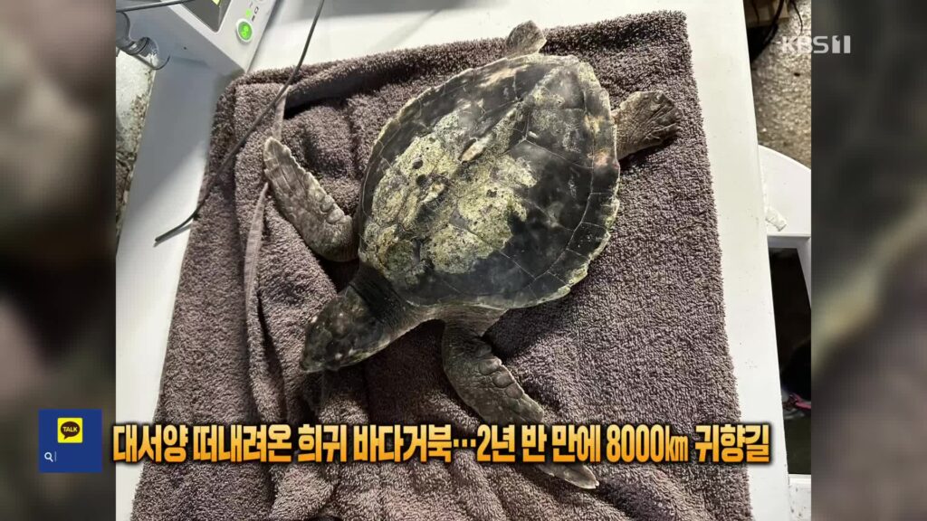 2년 반 만에 8000km, 멸종위기 바다거북 '로시'의 극적인 귀향