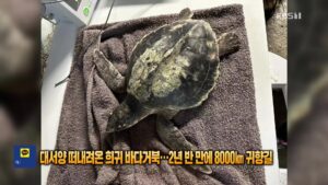 2년 반 만에 8000km, 멸종위기 바다거북 '로시'의 극적인 귀향