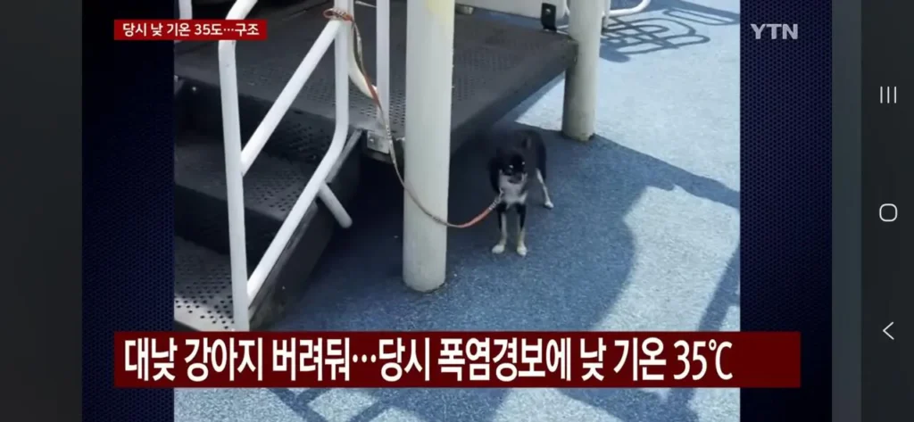 강아지 놀이터에 버린 여성, 폭염 속 입건