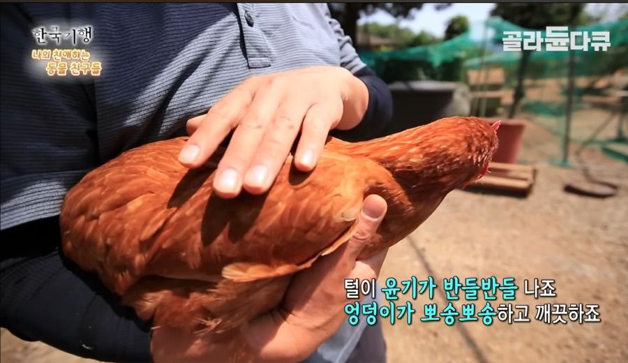 토종닭 2천마리 키우다 정든 사연