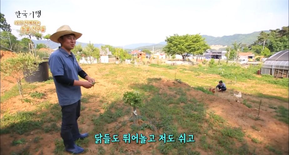 토종닭 2천마리 키우다 정든 사연