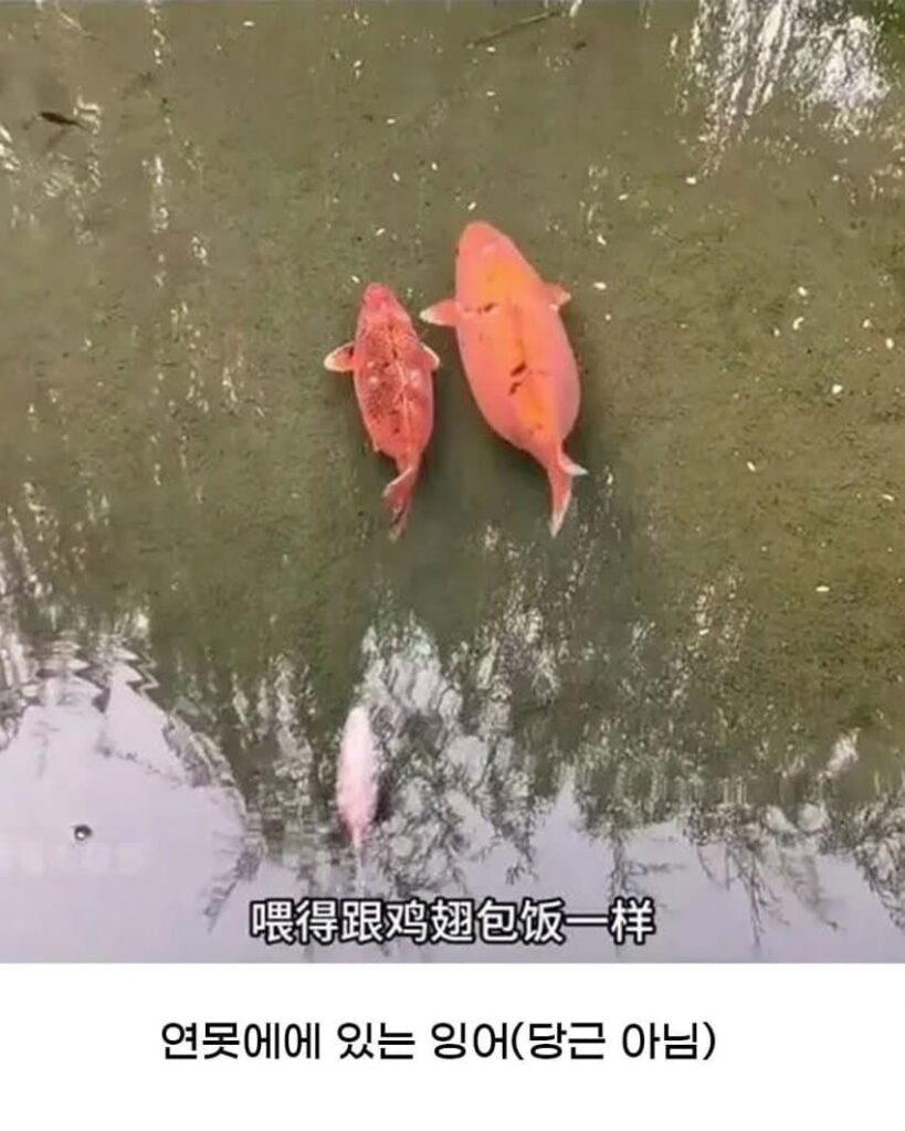 황당한 중국 동물원 대참사.jpg