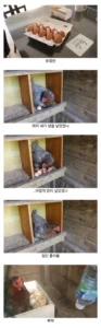 마트에서 구매한 유정란, 닭에게 급여해봤습니다.