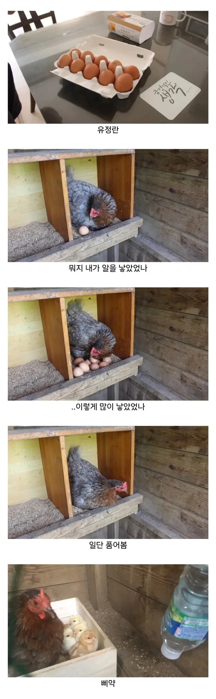 마트에서 구매한 유정란, 닭에게 급여해봤습니다.