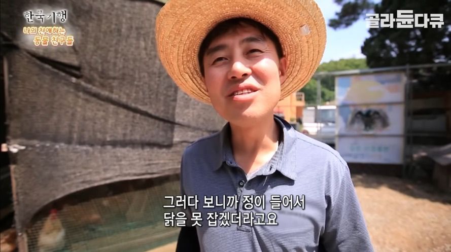 토종닭 2천마리 키우다 정든 사연