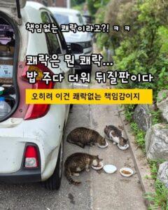 "책임감 없는 쾌락"이라는 말에 분노한 캣맘