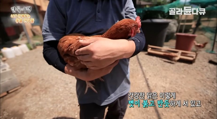 토종닭 2천마리 키우다 정든 사연