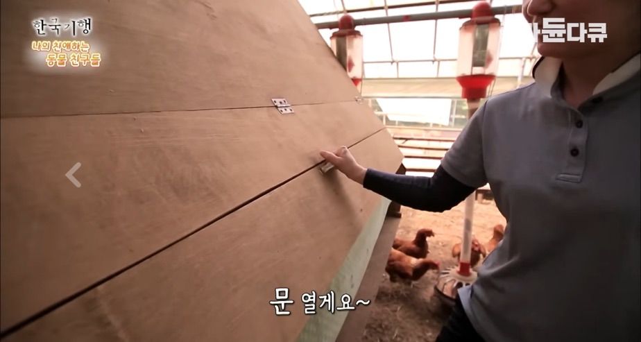 토종닭 2천마리 키우다 정든 사연