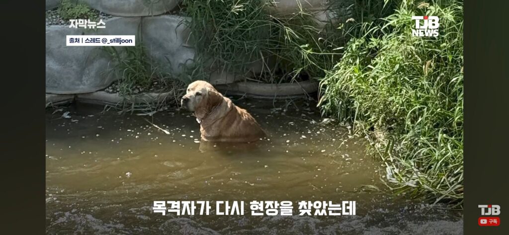 "몇 시간째 움직이지 않아…" 수로에 빠져 있던 40kg 리트리버