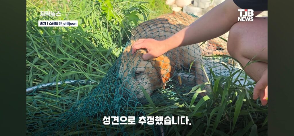 "몇 시간째 움직이지 않아…" 수로에 빠져 있던 40kg 리트리버