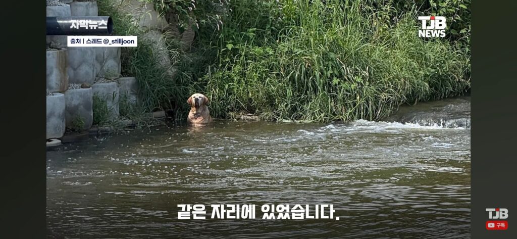 "몇 시간째 움직이지 않아…" 수로에 빠져 있던 40kg 리트리버