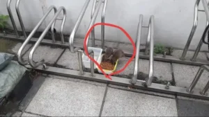 고양이에게 밥 주는 사진, 캣맘의 마음을 느껴보세요