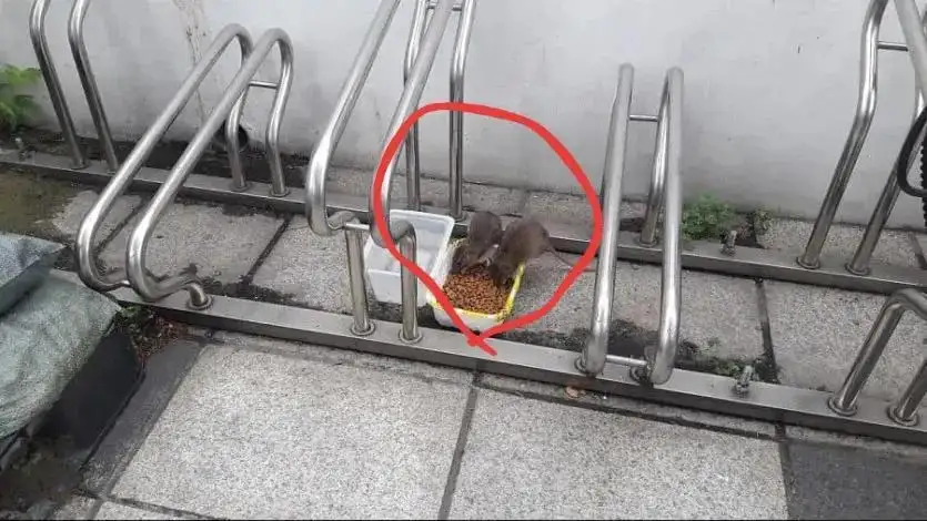 고양이에게 밥 주는 사진, 캣맘의 마음을 느껴보세요