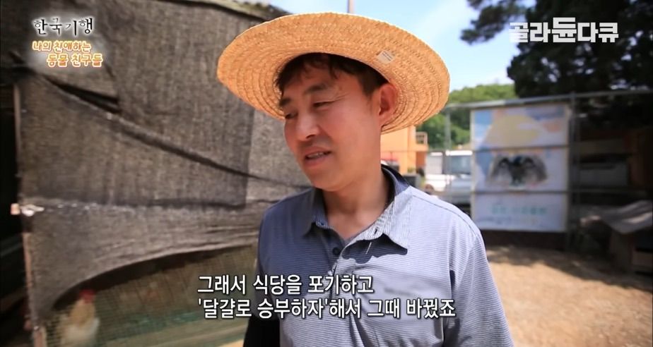 토종닭 2천마리 키우다 정든 사연