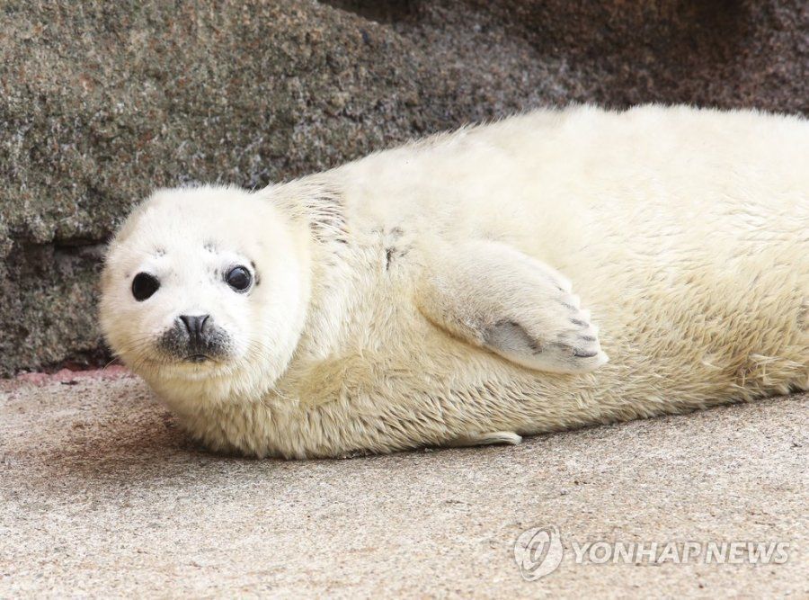 백령도 희귀동물 서식