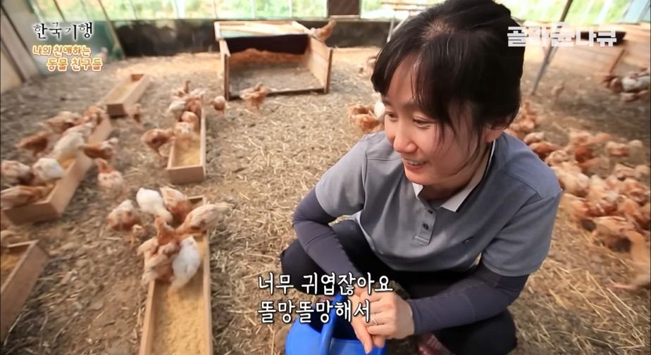 토종닭 2천마리 키우다 정든 사연