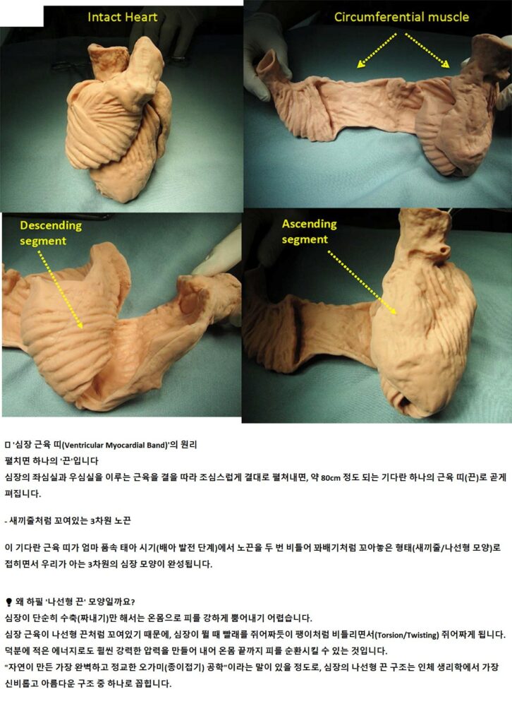 심장은 덩어리가 아니라 긴 근육 띠가 꼬이고 접힌 구조이다.