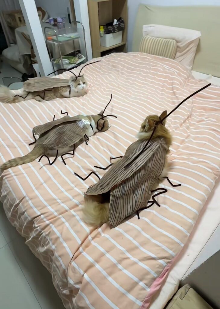 남편이 비명질렀다는 바퀴벌레 코스프레