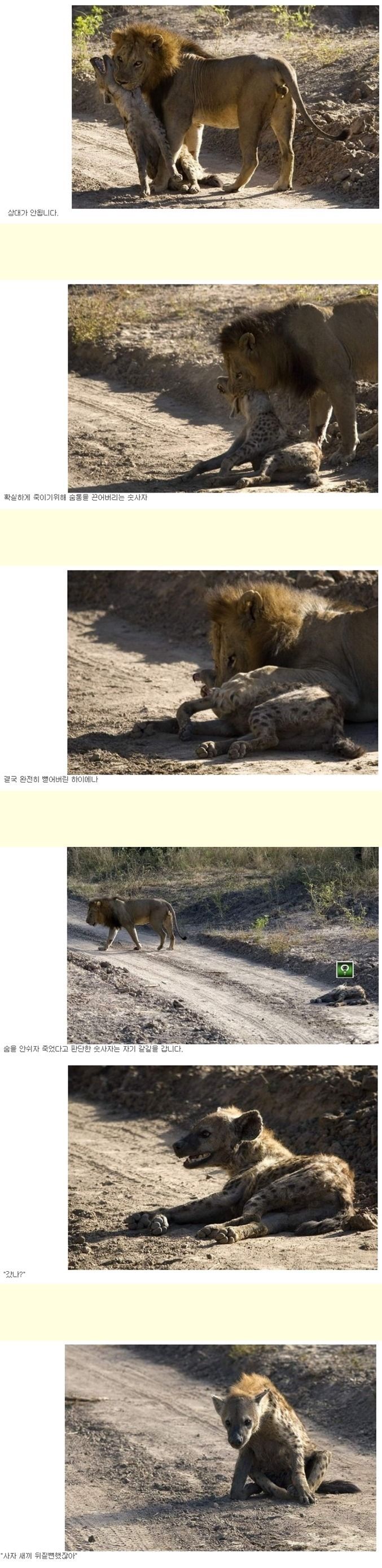 야생에서 하이에나가 살아남는 방법