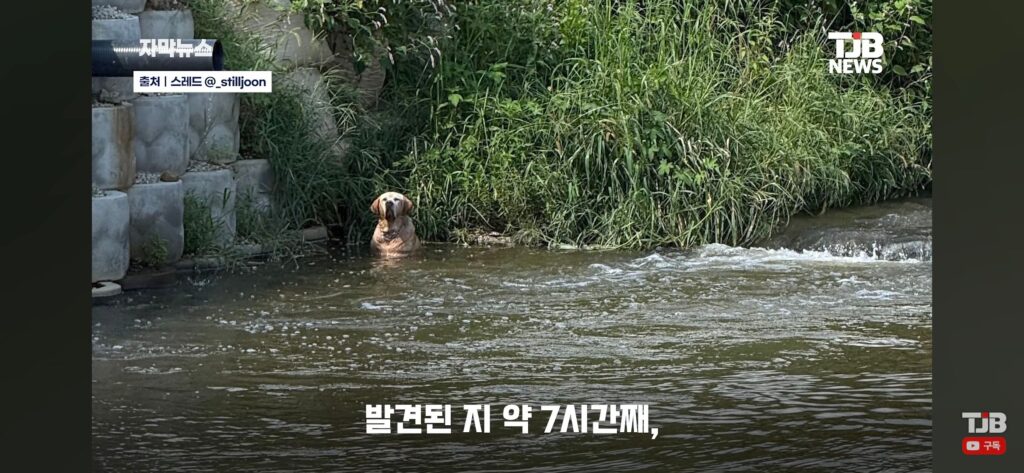 "몇 시간째 움직이지 않아…" 수로에 빠져 있던 40kg 리트리버