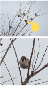 이상하게 앉아있는 참새, 혼자만 그런가