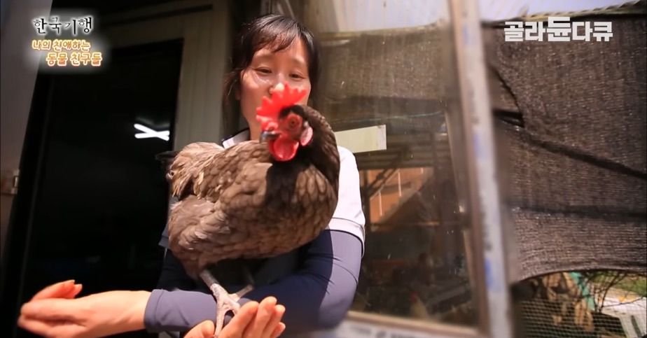토종닭 2천마리 키우다 정든 사연