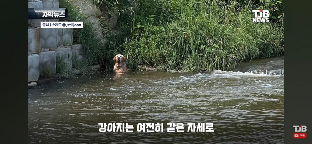 "몇 시간째 움직이지 않아…" 수로에 빠져 있던 40kg 리트리버