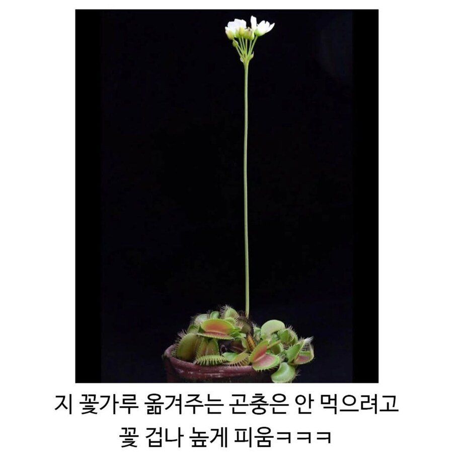파리지옥, 은근히 어이없는 지점