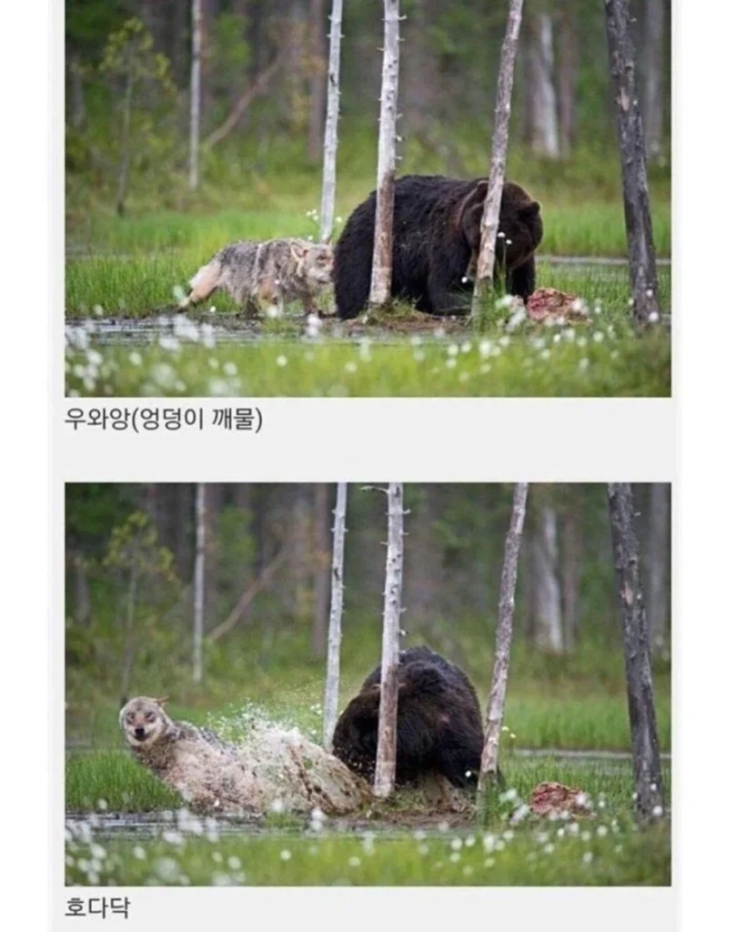 핀란드에서 함께 발견된 늑대와 곰