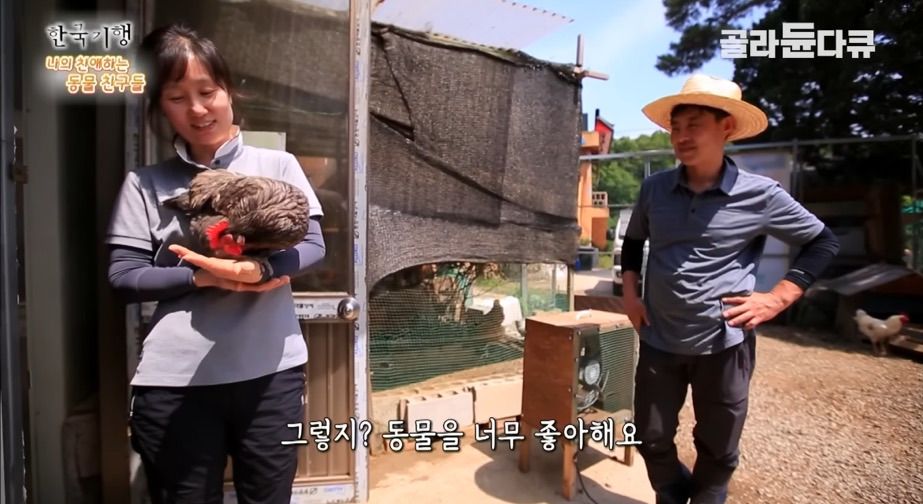 토종닭 2천마리 키우다 정든 사연