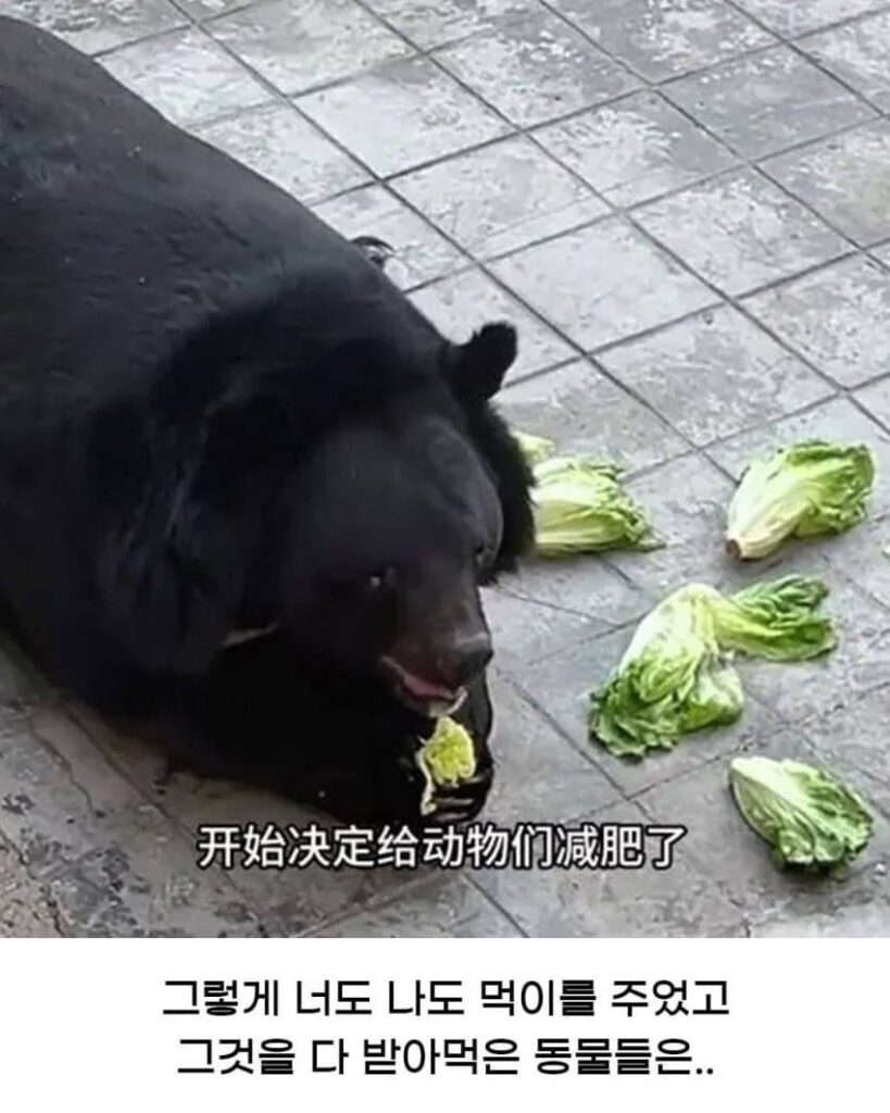 황당한 중국 동물원 대참사.jpg
