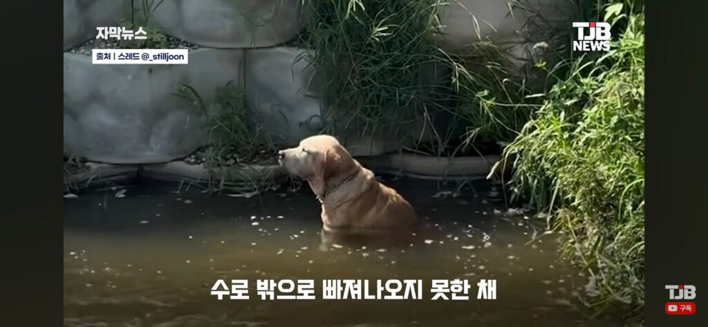 "몇 시간째 움직이지 않아…" 수로에 빠져 있던 40kg 리트리버