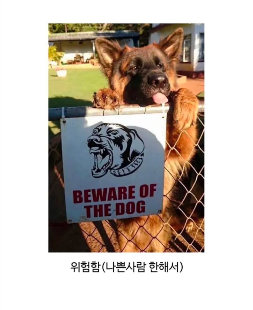 주의해야 할 해외의 개들