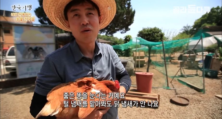 토종닭 2천마리 키우다 정든 사연