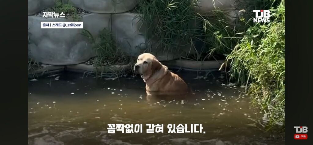 "몇 시간째 움직이지 않아…" 수로에 빠져 있던 40kg 리트리버