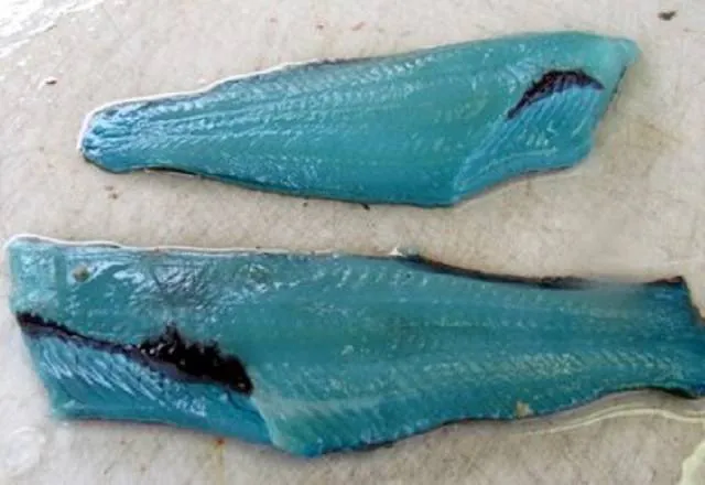 푸른빛 생선, 링코드(Lingcod)의 비밀