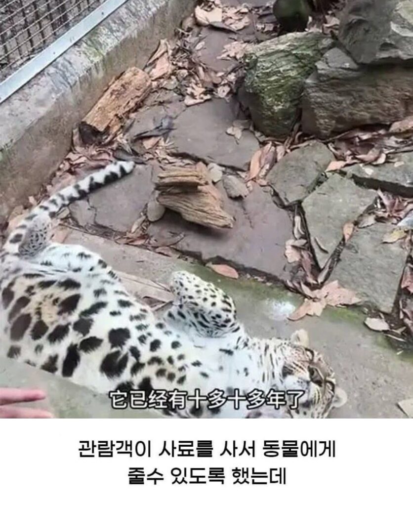 황당한 중국 동물원 대참사.jpg